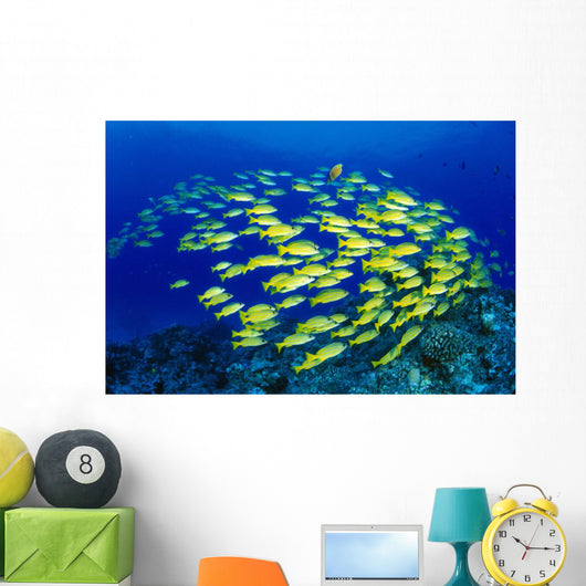Hawaii, Large School Of Blue Stripe Snappers Over Reef Wall Mural