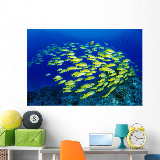 Hawaii, Large School Of Blue Stripe Snappers Over Reef Wall Mural