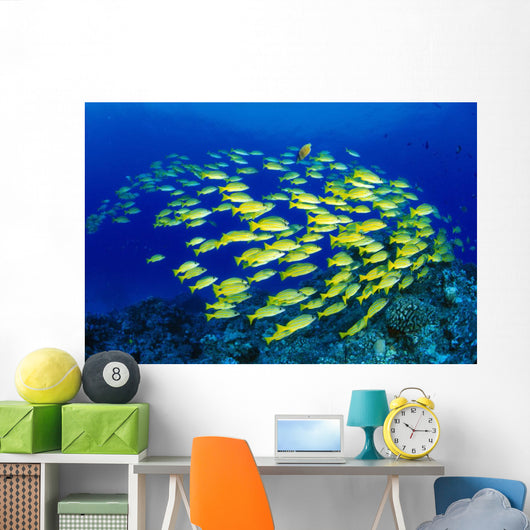 Hawaii, Large School Of Blue Stripe Snappers Over Reef Wall Mural