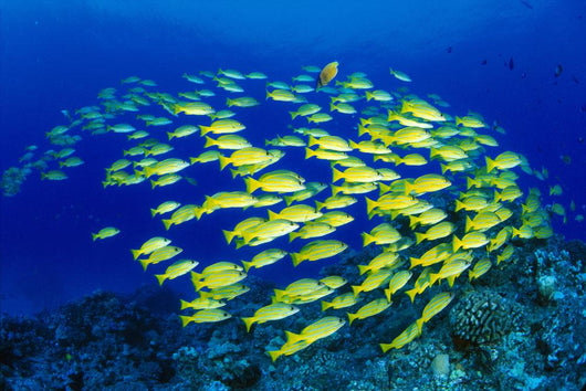Hawaii, Large School Of Blue Stripe Snappers Over Reef Wall Mural