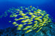 Hawaii, Large School Of Blue Stripe Snappers Over Reef Wall Mural