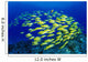 Hawaii, Large School Of Blue Stripe Snappers Over Reef Wall Mural