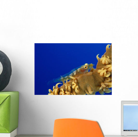 Hawaii, Goby On Wire Coral Wall Mural