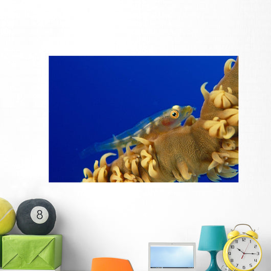 Hawaii, Goby On Wire Coral Wall Mural