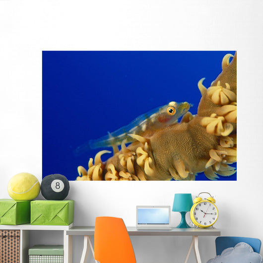 Hawaii, Goby On Wire Coral Wall Mural