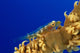 Hawaii, Goby On Wire Coral Wall Mural