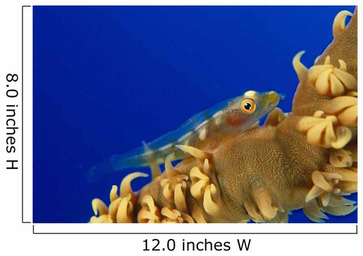 Hawaii, Goby On Wire Coral Wall Mural