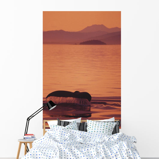 Sunset Orange Sky Reflections Wall Mural