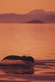 Sunset Orange Sky Reflections Wall Mural