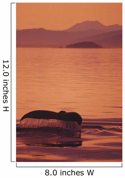Sunset Orange Sky Reflections Wall Mural