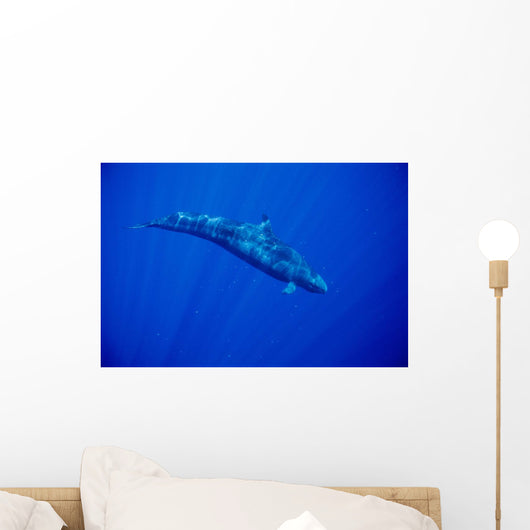 Sunrays Wall Mural