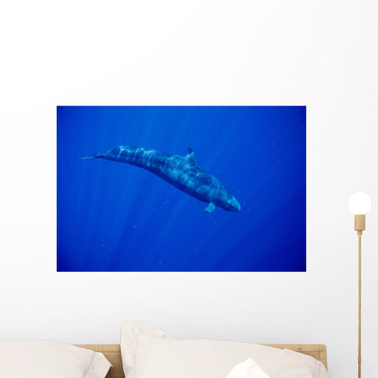 Sunrays Wall Mural
