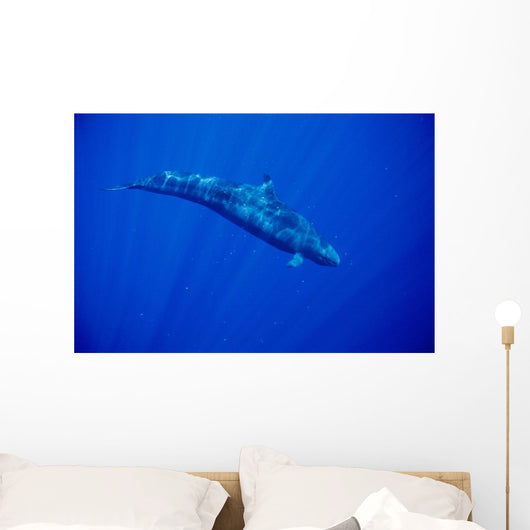 Sunrays Wall Mural