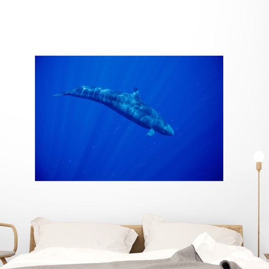 Sunrays Wall Mural