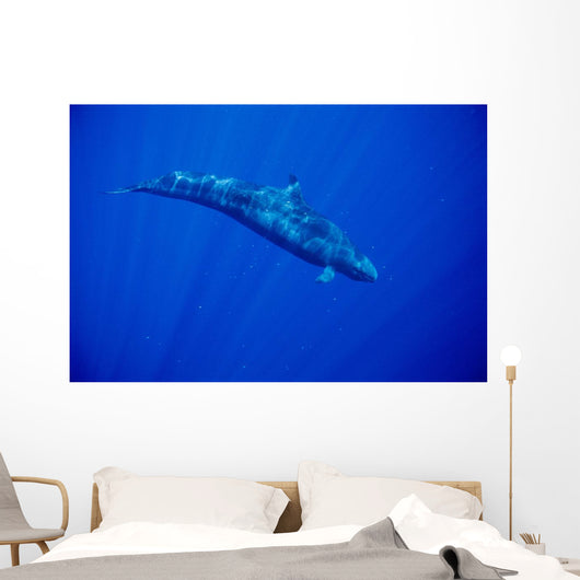 Sunrays Wall Mural