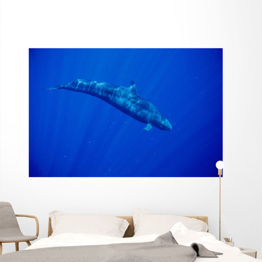 Sunrays Wall Mural