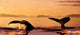Two Humpback Whale Flukes Close-Up, Sunset Wall Mural