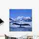 Humpback Whale Lifting Flukes Wall Mural