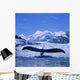 Humpback Whale Lifting Flukes Wall Mural
