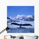 Humpback Whale Lifting Flukes Wall Mural