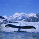 Humpback Whale Lifting Flukes Wall Mural