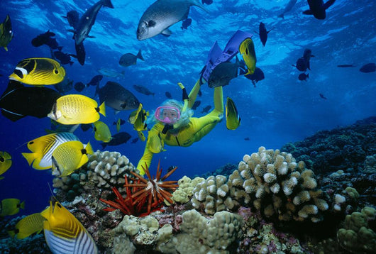 Colorful Fish Wall Mural