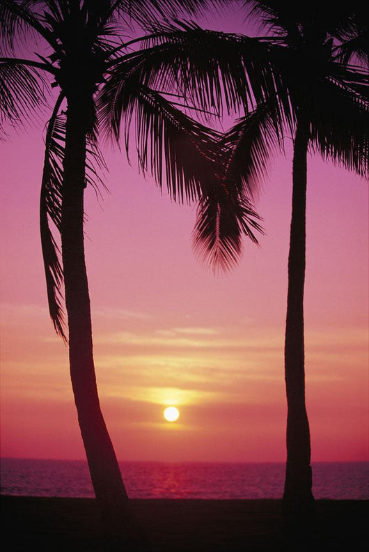 Pink Hues Wall Mural