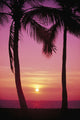 Pink Hues Wall Mural