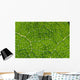 Extreme Close-Up Network Of Leaf Veins, Prickly Rhubarb Wall Mural