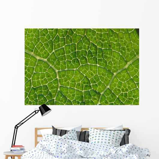 Extreme Close-Up Network Of Leaf Veins, Prickly Rhubarb Wall Mural