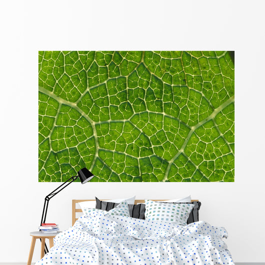 Extreme Close-Up Network Of Leaf Veins, Prickly Rhubarb Wall Mural