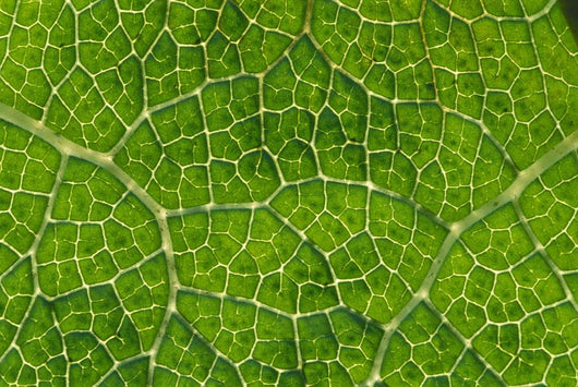 Extreme Close-Up Network Of Leaf Veins, Prickly Rhubarb Wall Mural