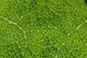 Extreme Close-Up Network Of Leaf Veins, Prickly Rhubarb Wall Mural
