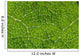 Extreme Close-Up Network Of Leaf Veins, Prickly Rhubarb Wall Mural