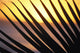 Close-Up Detail Palm Fronds Silhouetted Against Golden Sunset Skies Wall Mural