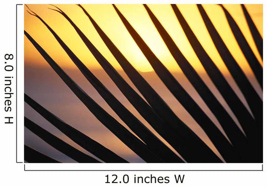 Close-Up Detail Palm Fronds Silhouetted Against Golden Sunset Skies Wall Mural