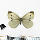 Cabbage White Butterfly Wall Decal