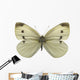 Cabbage White Butterfly Wall Decal