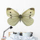 Cabbage White Butterfly Wall Decal