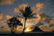 Mokoli'i Island At Sunrise Golden Light Palm Tree In Foreground Wall Mural