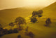Fog Misty Background Cattle Grazing Distance Wall Mural
