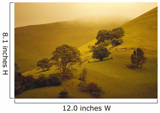 Fog Misty Background Cattle Grazing Distance Wall Mural