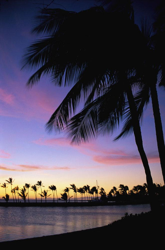 Palms At Sunset Colorful Tropical Scene Pink Clouds Golden Sky Wall Mural