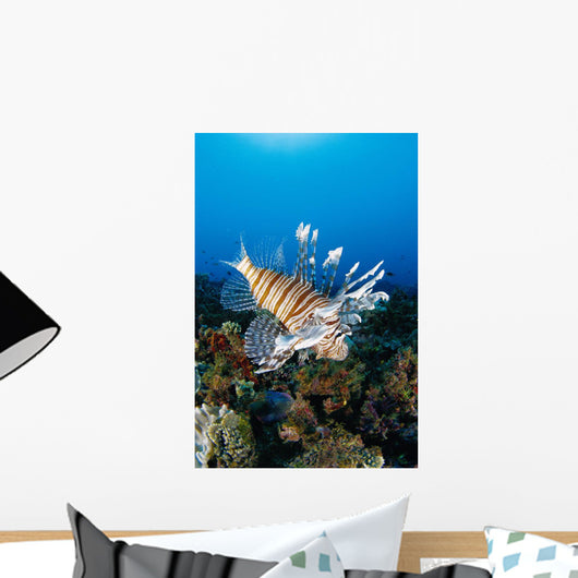 Fiji, Close-Up Side View Lionfish Over Coral Reef With Blue Ocean Wall Mural