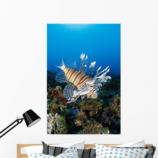 Fiji, Close-Up Side View Lionfish Over Coral Reef With Blue Ocean Wall Mural