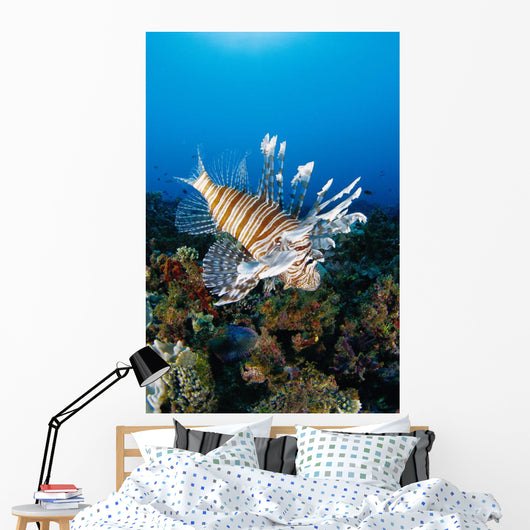 Fiji, Close-Up Side View Lionfish Over Coral Reef With Blue Ocean Wall Mural