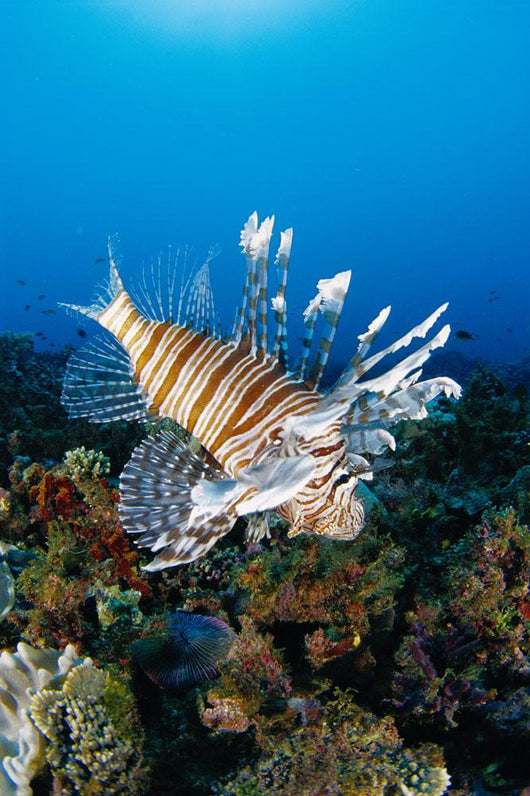 Fiji, Close-Up Side View Lionfish Over Coral Reef With Blue Ocean Wall Mural