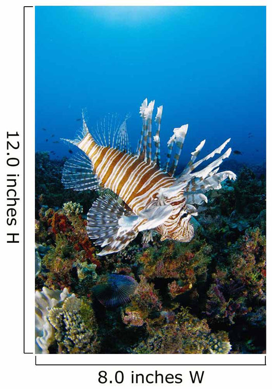 Fiji, Close-Up Side View Lionfish Over Coral Reef With Blue Ocean Wall Mural