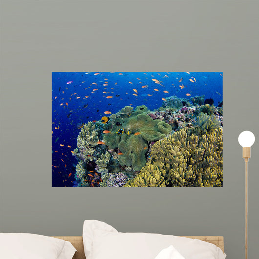 Reef Scene With Orange-Fin Anemonefish Wall Mural