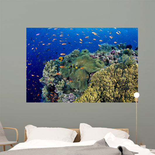 Reef Scene With Orange-Fin Anemonefish Wall Mural